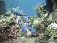 foto de buceo