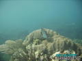 foto de buceo