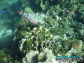 foto de buceo