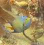 foto de buceo