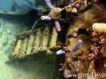 foto de buceo