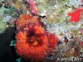 foto de buceo