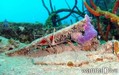 foto de buceo