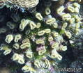 foto de buceo