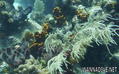 foto de buceo