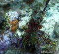 foto de buceo