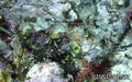 foto de buceo