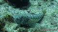 foto de buceo