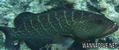 foto de buceo