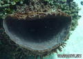 foto de buceo