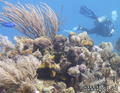 foto de buceo