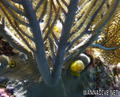 foto de buceo