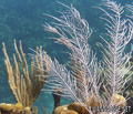 foto de buceo