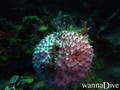 foto de buceo