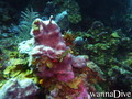 foto de buceo