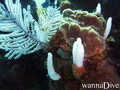 foto de buceo