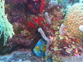 foto de buceo