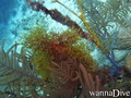 foto de buceo
