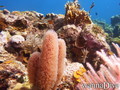 foto de buceo