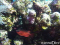 foto de buceo