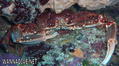 foto de buceo