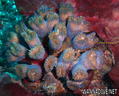 foto de buceo