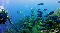 foto de buceo