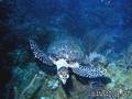 foto de buceo