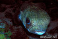 foto de buceo