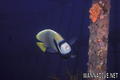 foto de buceo