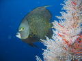 foto de buceo