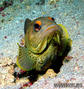 foto de buceo