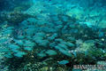foto de buceo