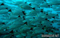 foto de buceo