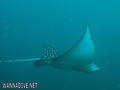 foto de buceo