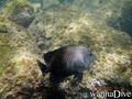 foto de buceo
