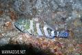foto de buceo