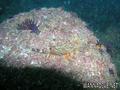 foto de buceo