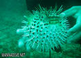 foto de buceo