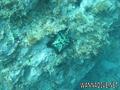 foto de buceo