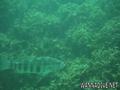 foto de buceo