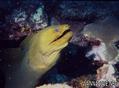 foto de buceo
