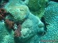 foto de buceo