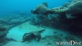 foto de buceo