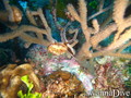 foto de buceo