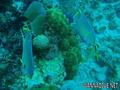 foto de buceo