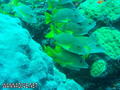 foto de buceo