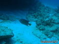 foto de buceo