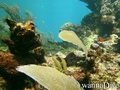 foto de buceo