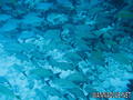 foto de buceo